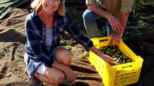 Portrait of happy couple collecting harvested olives in crate 4k alt