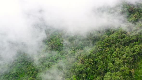 Rainforest on Top of the Mountain. Rain Clouds in the Highlands. alt