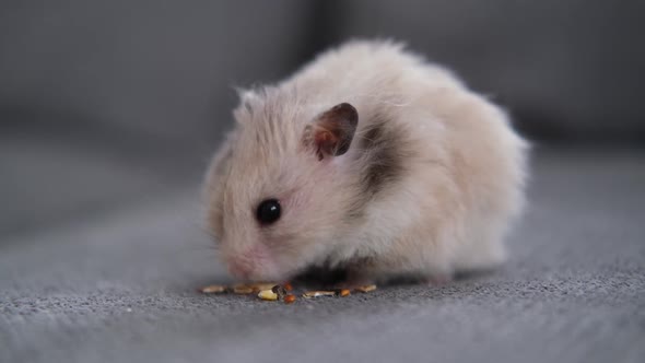Fluffy Cute Hamster Eating Food on the Sofa