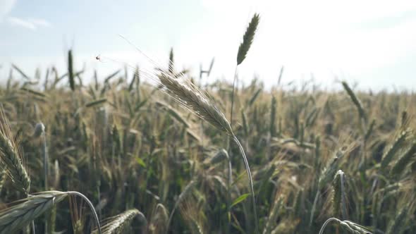 Beautiful Wheat Field. Agro-industry Concept