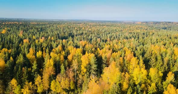 Forest In North of Russia Saintpetersburg