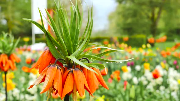 Orange Crown Imperial alt