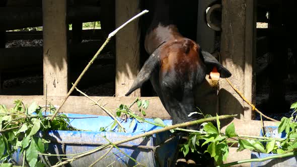 Close up from a cow eating leaves at a farm in the Philippines alt