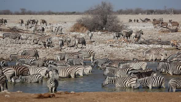 Wildlife At A Waterhole - Etosha National Park alt