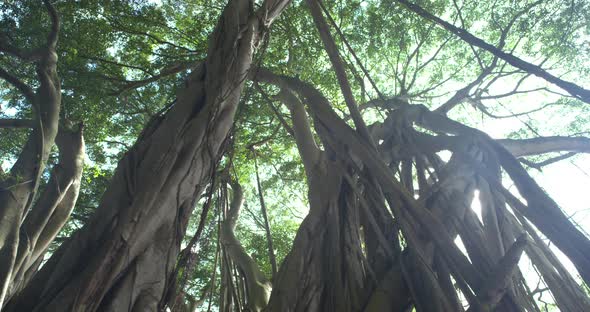 Banyan Tree Forest Looking At Canopy Huge Sunflare, Stock Footage ...