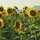 Sunflower Agriculture Field Close Up 11