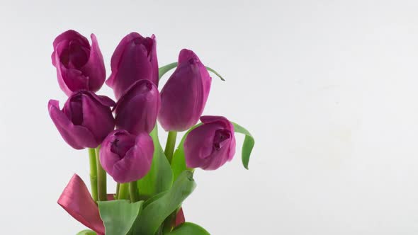 Opening of Beautiful Large Bouquet of Pink Tulips Flower on White Background alt