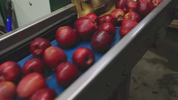 Apples on the Line for Their Selection