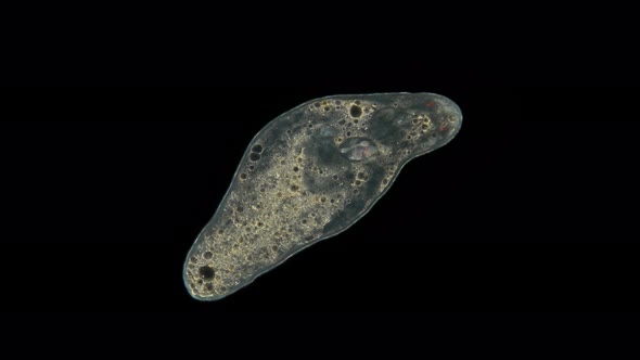 Turbellaria Flatworm Under the Microscope Platyhelminthes Phylum Order Rhabdocoela alt