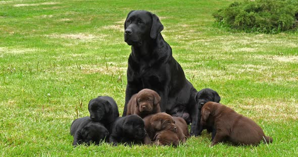 Black Labrador Retriever Bitch and Black and Brown Puppies on the Lawn, Normandy, 4K Slow Motion alt