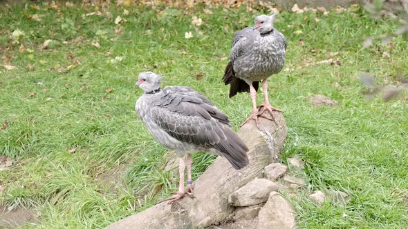 Southern screamers (Chauna torquata), also known as the crested screamer.