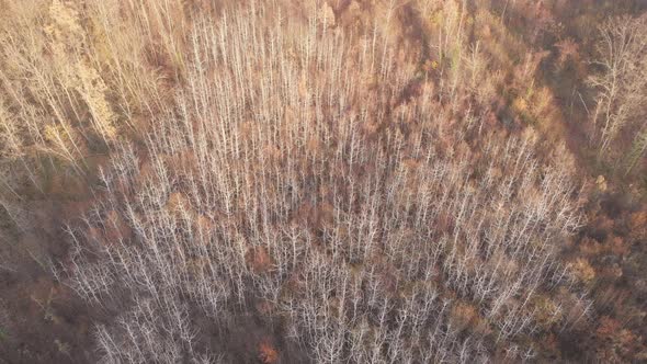 Aerial Forest with Dry Birches, Autumn Season, Beautiful Trees with Yellow Leaves