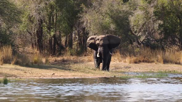 Footage of a majestic old tusker african elephant bull walking along the water edge of a natural lak alt