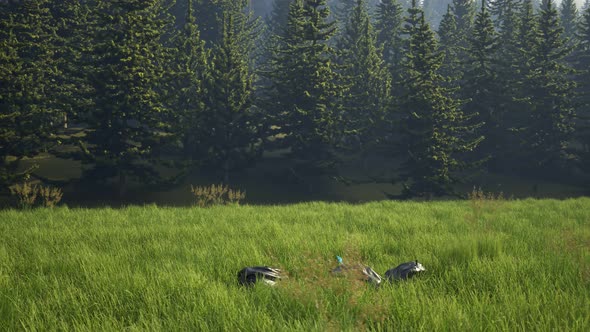 Timelapse with rubbish dump on the meadow near the forest. Ecological disaster alt