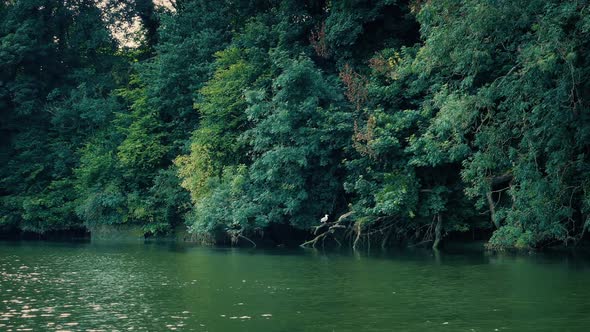 Traveling Along River With Bird On The Bank alt