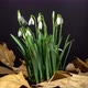 Snowdrop Flower Blossom Timelapse - VideoHive Item for Sale