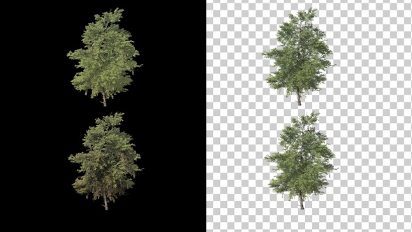 4 Seasons Tree Animation V2