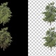 4 Seasons Tree Animation V2 - VideoHive Item for Sale