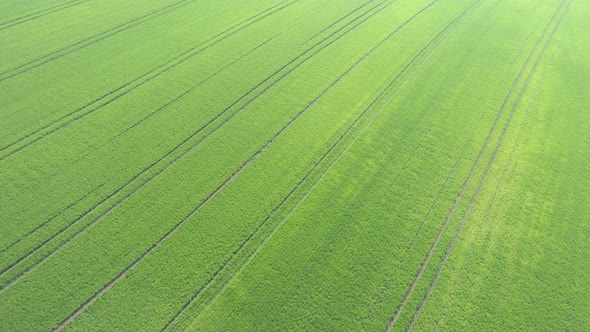 Young wheat in the field from above 4K drone video