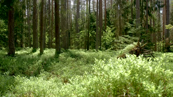 Clean Natural Green Forest