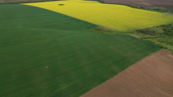 Rural area with yellow and green fields alt