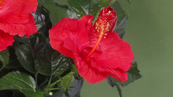700240 Red Hibiscus, Flower opening, Time Lapse alt
