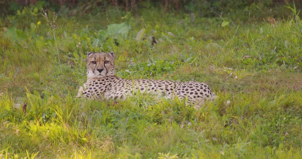 Large Adult Cheetah Laying in a Field Resting