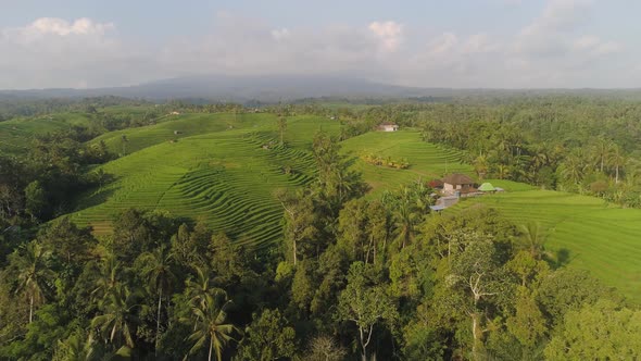 Rice Fields with Agricultural Land in Indonesia alt