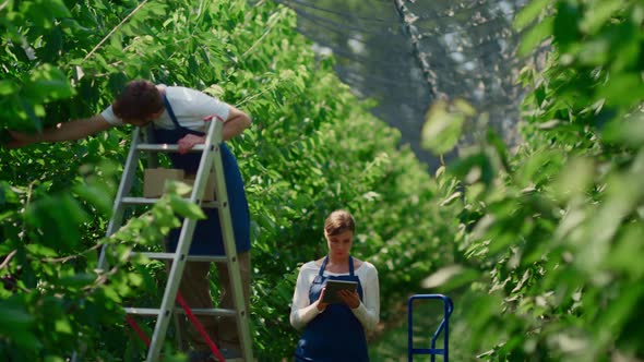 Agricultural Specialists Inspecting Plantation Checking Plants Quality Tablet alt