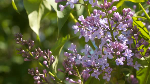 Blooming Lilac on a Sunny Day