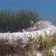Geometric Morays  lives in Truck Tires - VideoHive Item for Sale