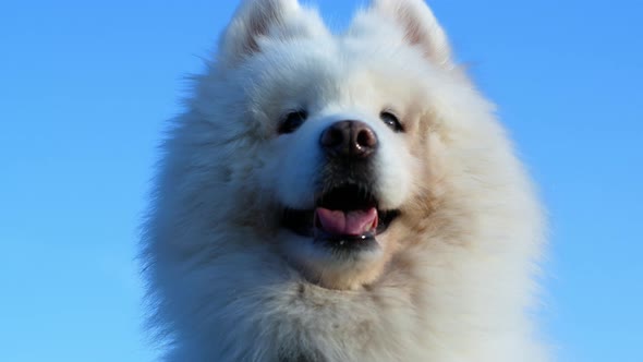 Close-up of a dog against a blue sky. The smiling dog looks at the camera.