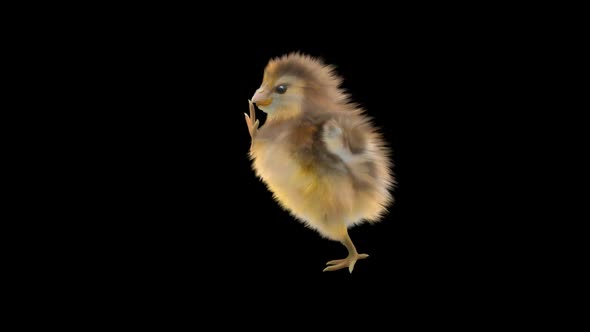 26 Baby Chicks Dancing HD alt