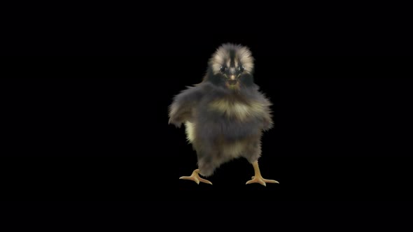 13 Baby Chicks Dancing 4K alt