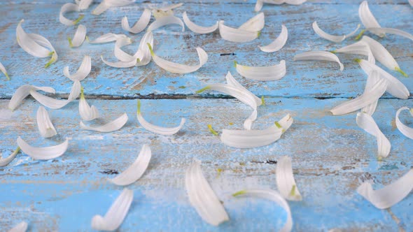 White chamomile petals on a light blue vintage wooden background. Summer theme. alt