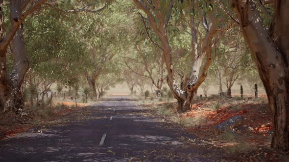 Open Road in Australia with Bush Trees alt