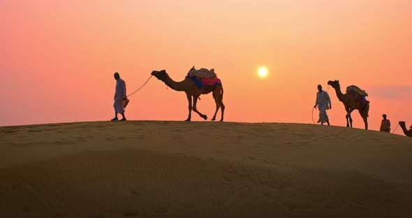 Indian Cameleers (Camel Driver) Bedouin with Camel Silhouettes in Sand Dunes of Thar Desert alt