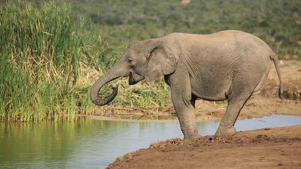 African Elephant Drinking Water, Stock Footage | VideoHive