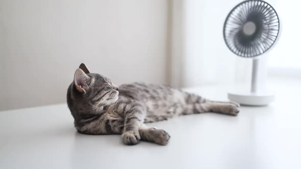 Sleepy Cute Kitten Lies on a White Table and Relaxes Near the Fan