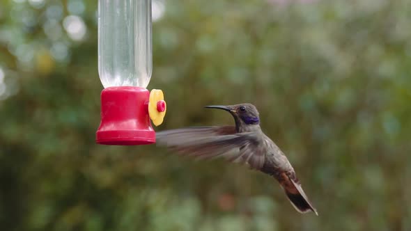 Hummingbird feeding on a feeder in Mindo Ecuador gardens alt