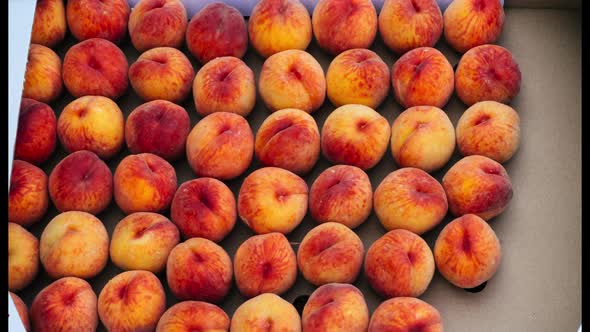 Putting and Removing Delicious Peaches Fruits From Crate