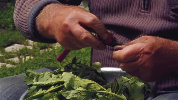 Closeup Slow Motion Hands of an Elderly Man Cut Green Batva with a Knife From The Radish of the Torn alt