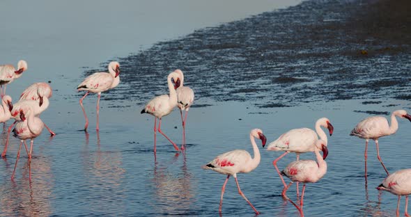 Wild flamingos with white and pink feathers are walking in a big flock, Namibia alt