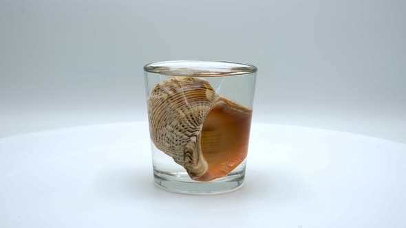 Rapana sea shells on a white background