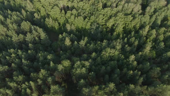 Pine Forest Camera Tilts Down In Flight