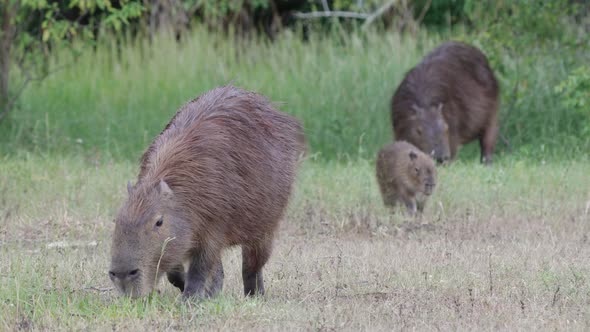 Wildlife bird stands on capybara carpincho walking eating grass day alt