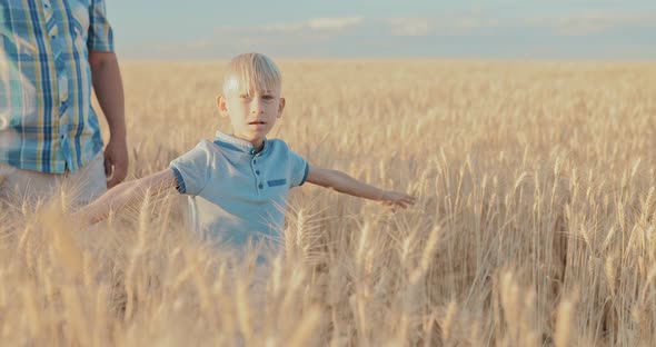 Boy Walks Across the Field and Touches the Ears of Wheat with His Hands