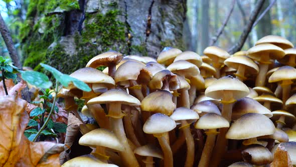 Honey Fungus Mushrooms 24 alt