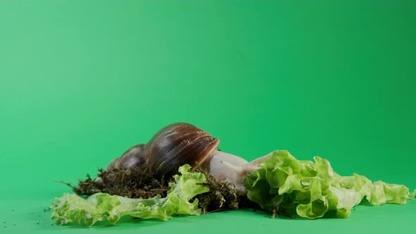 Wide Footage of Big Snail Achatina Sticks Out Its Horns From Its Shell to Eat Green Salad alt