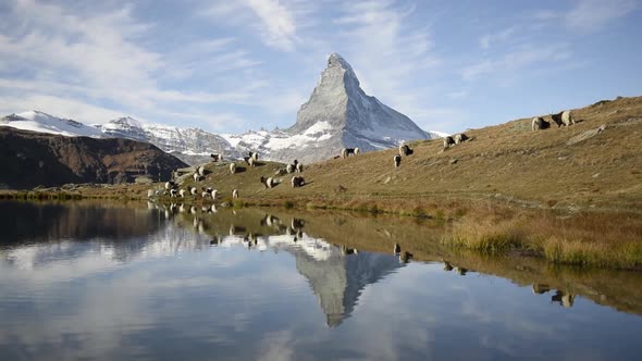 Picturesque View of Matterhorn Cervino Peak and Blackneck Goats